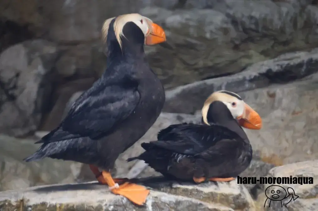 葛西臨海水族園　エトピリカ
