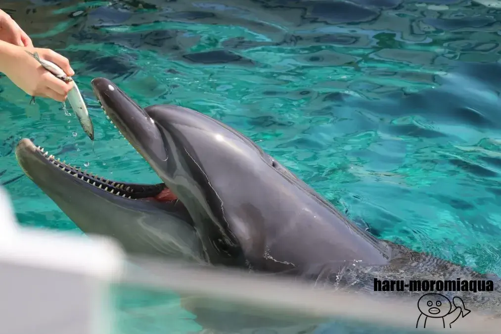 しながわ水族館　バンドウイルカ