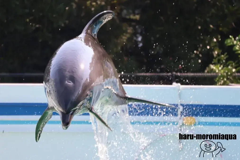 しながわ水族館　イルカショー