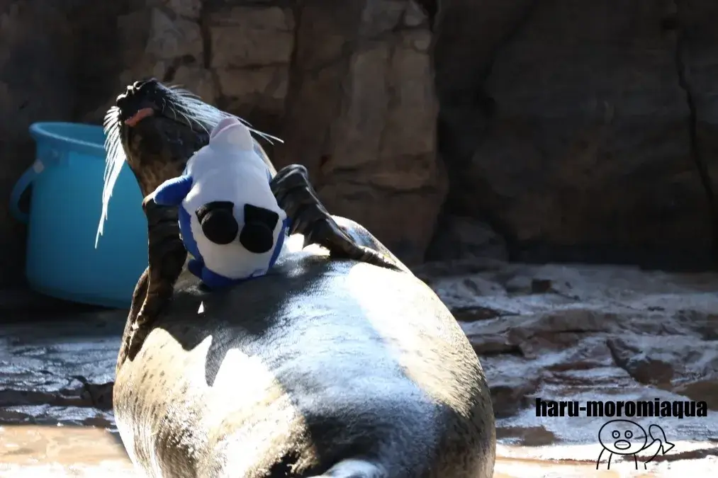 しながわ水族館　ゴマフアザラシ