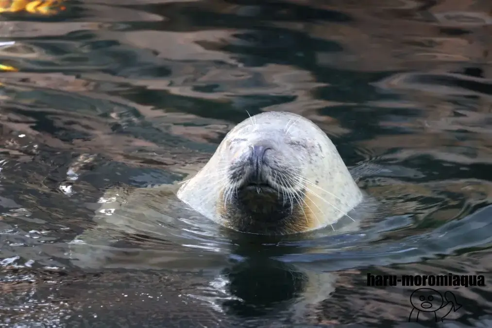 しながわ水族館　アザラシ