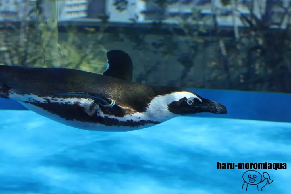 サンシャイン水族館　天空のペンギン