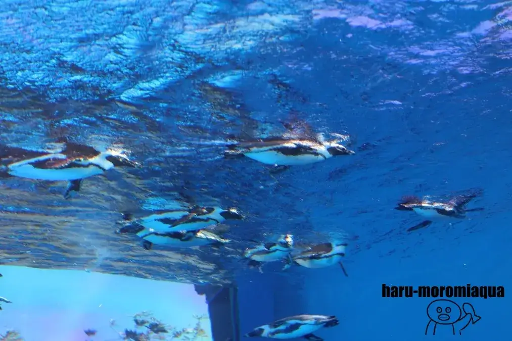 サンシャイン水族館　天空のペンギン