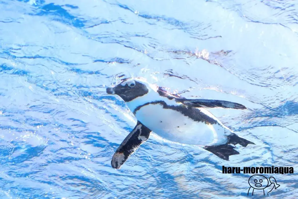 サンシャイン水族館　天空のペンギン