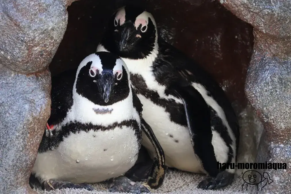 サンシャイン水族館　ペンギン