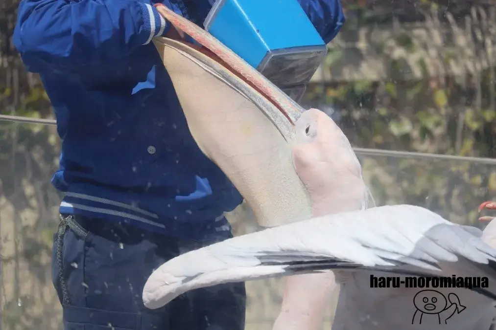 サンシャイン水族館　ペリカン