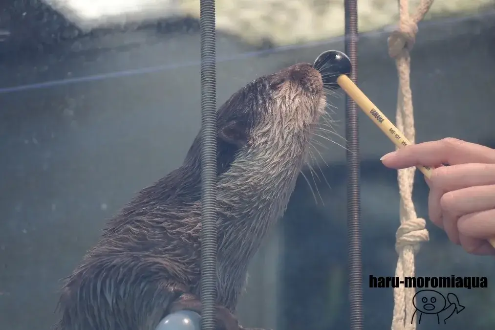 サンシャイン水族館　カワウソ