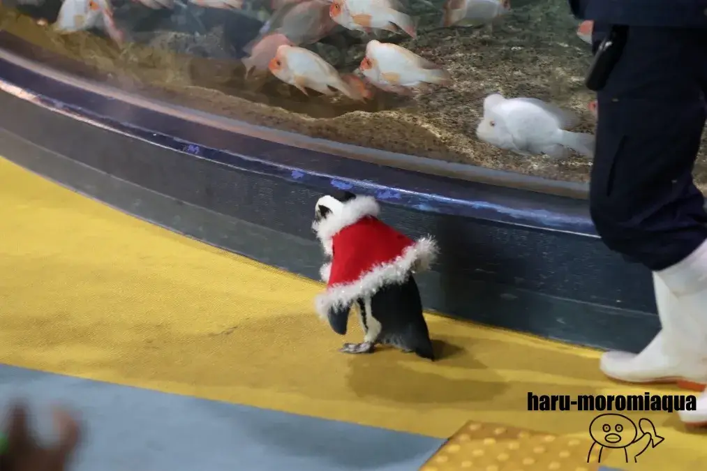 箱根園水族館　ケープペンギン