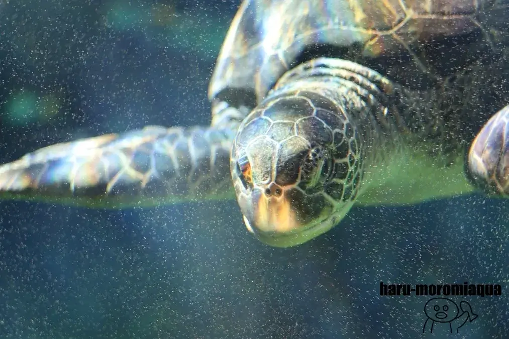 箱根園水族館　ウミガメ