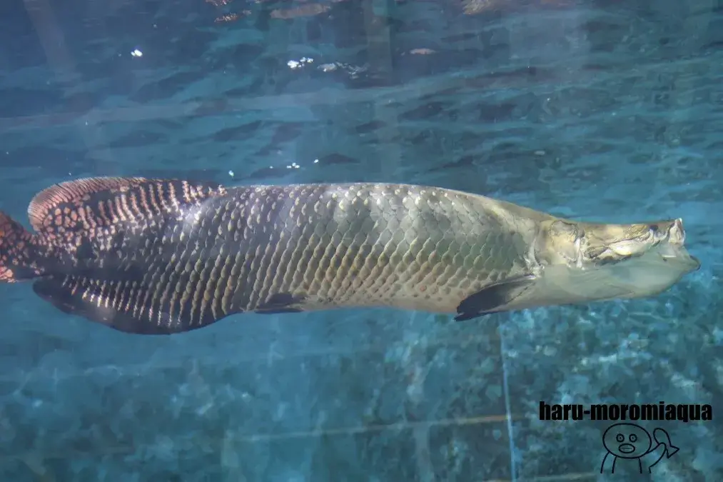 箱根園水族館　ぴラルク