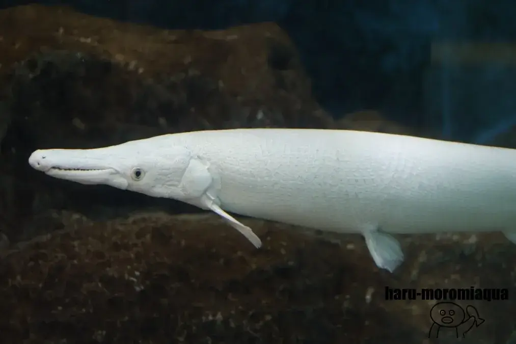 箱根園水族館　白いアリゲーターガー
