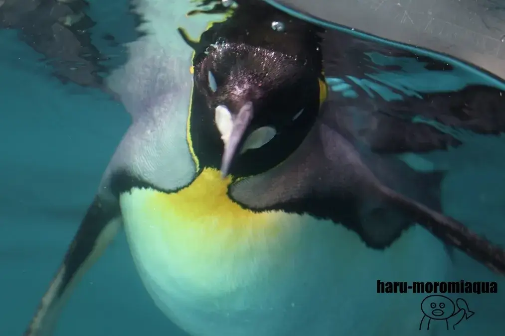 箱根園水族館　オウサマペンギン