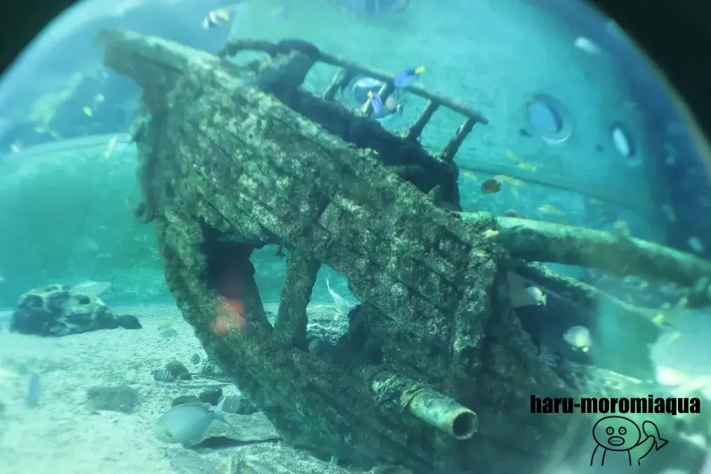箱根園水族館　沈没船