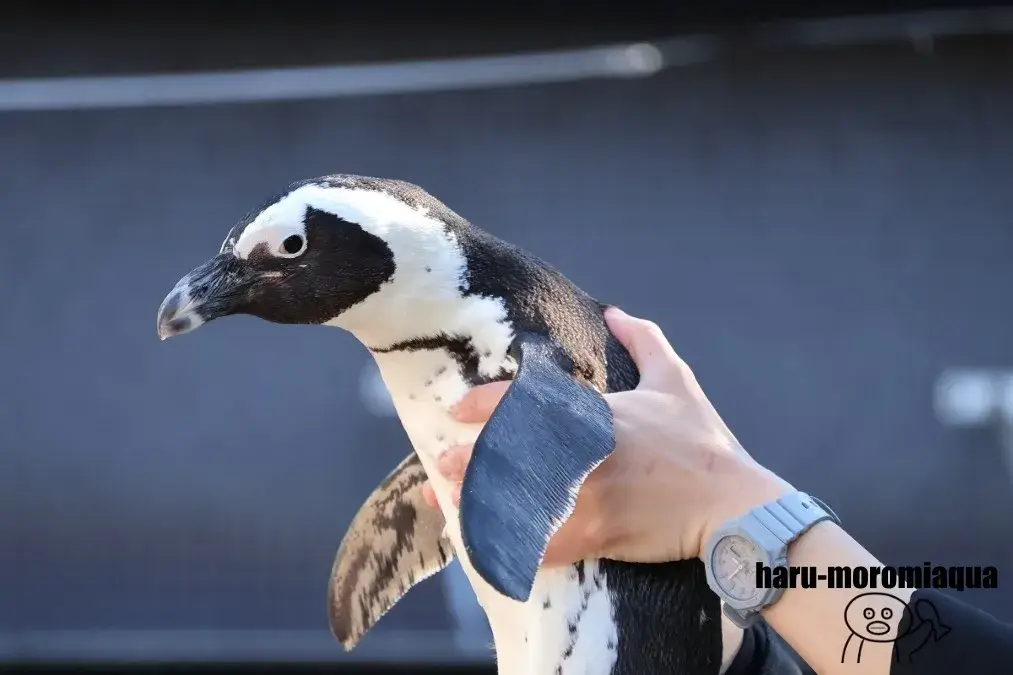アクアパーク品川　ケープペンギン