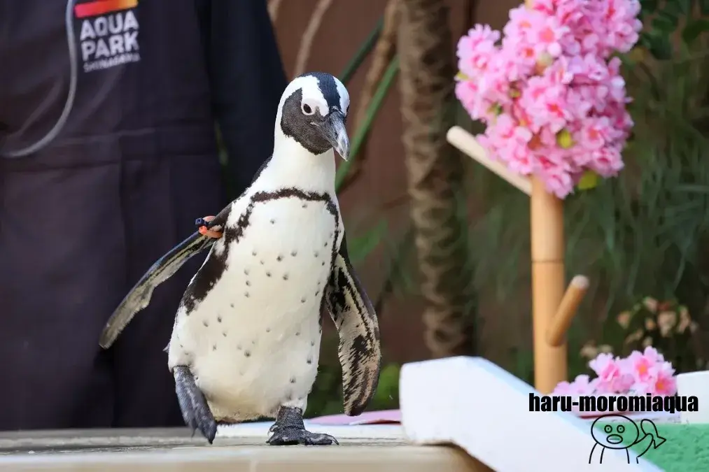 アクアパーク品川　ペンギンパフォーマンス