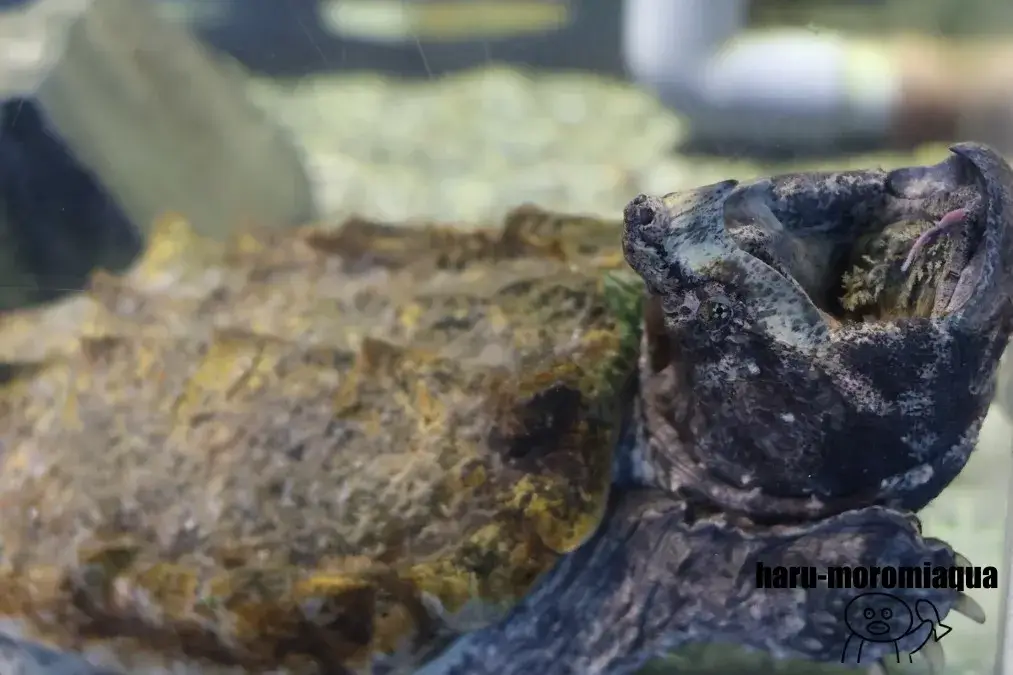 箱根園水族館　ワニガメ