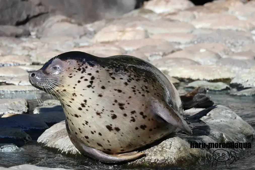 箱根園水族館　ゴマフアザラシ