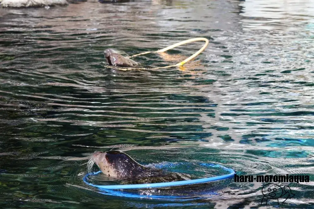 箱根園水族館　アザラシ