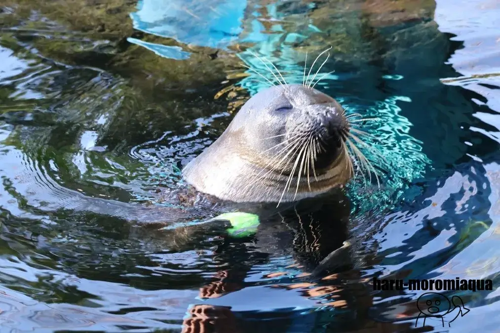 箱根園水族館　アッシュ