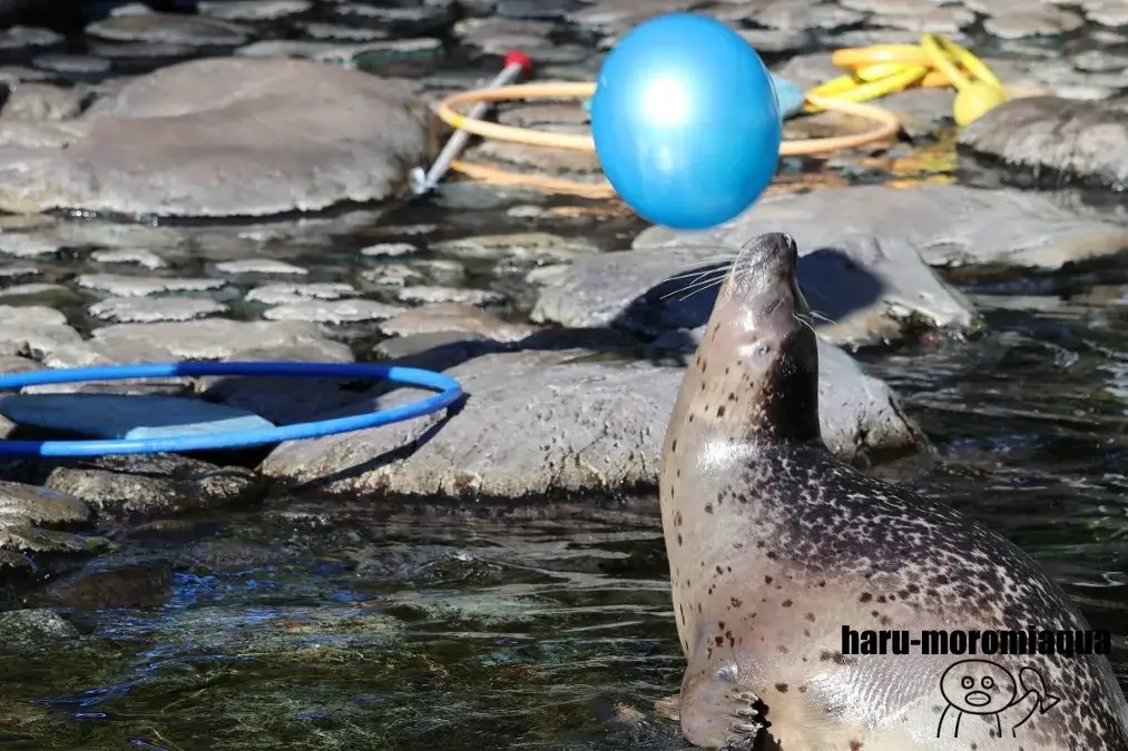 箱根園水族館　アザラシ