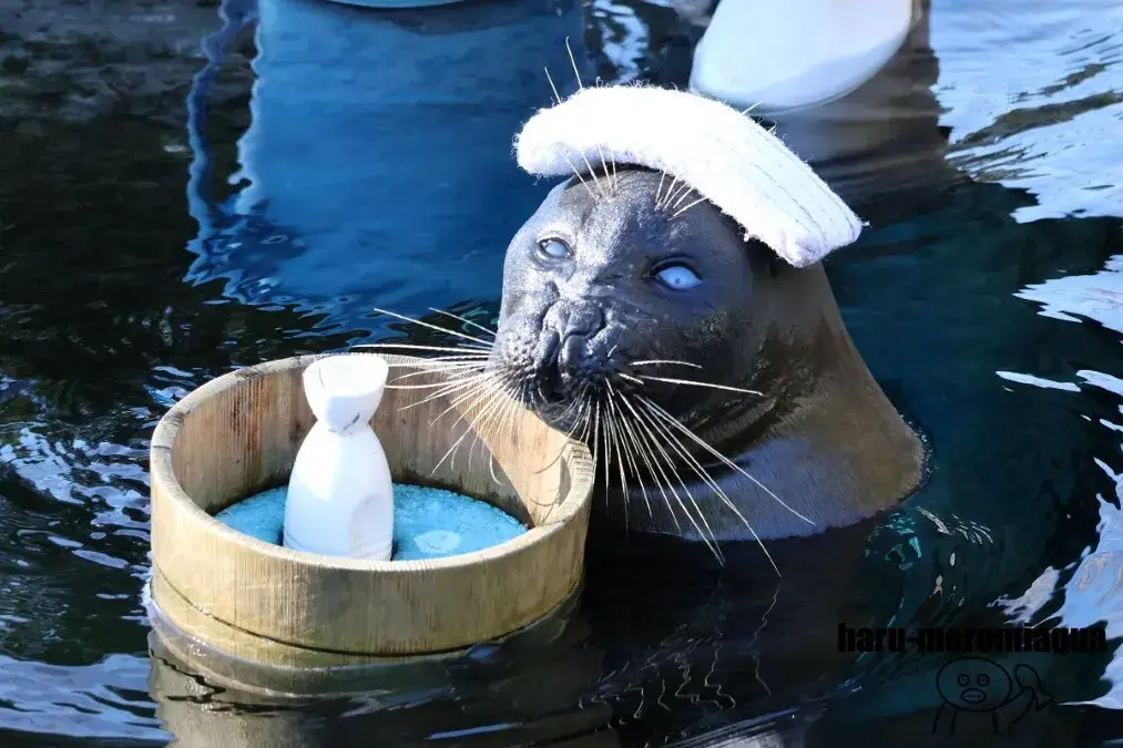 箱根園水族館　温泉アザラシ