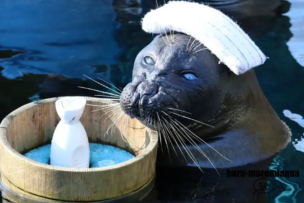 箱根園水族館　温泉アザラシ