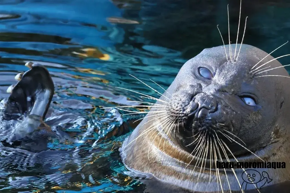 箱根園水族館　バイカルアザラシ