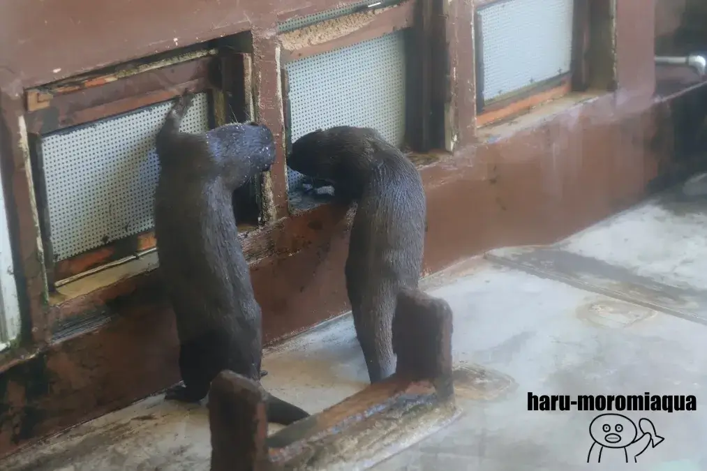 箱根園水族館　コツメカワウソ