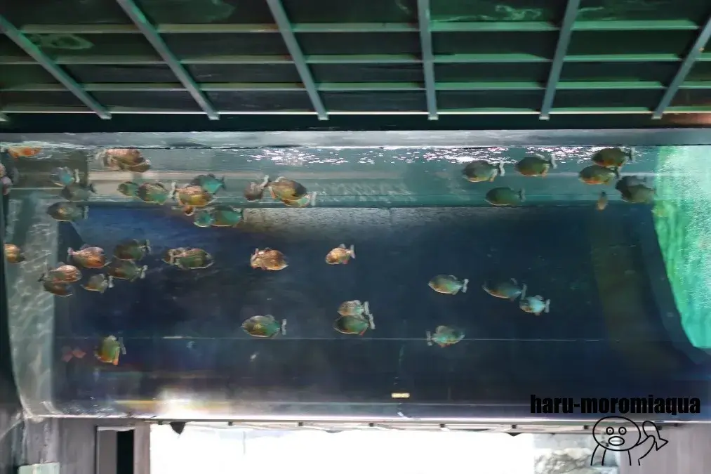 箱根園水族館　ピラニア