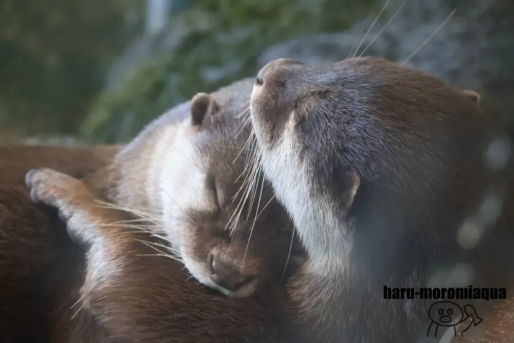 箱根園水族館　カワウソ