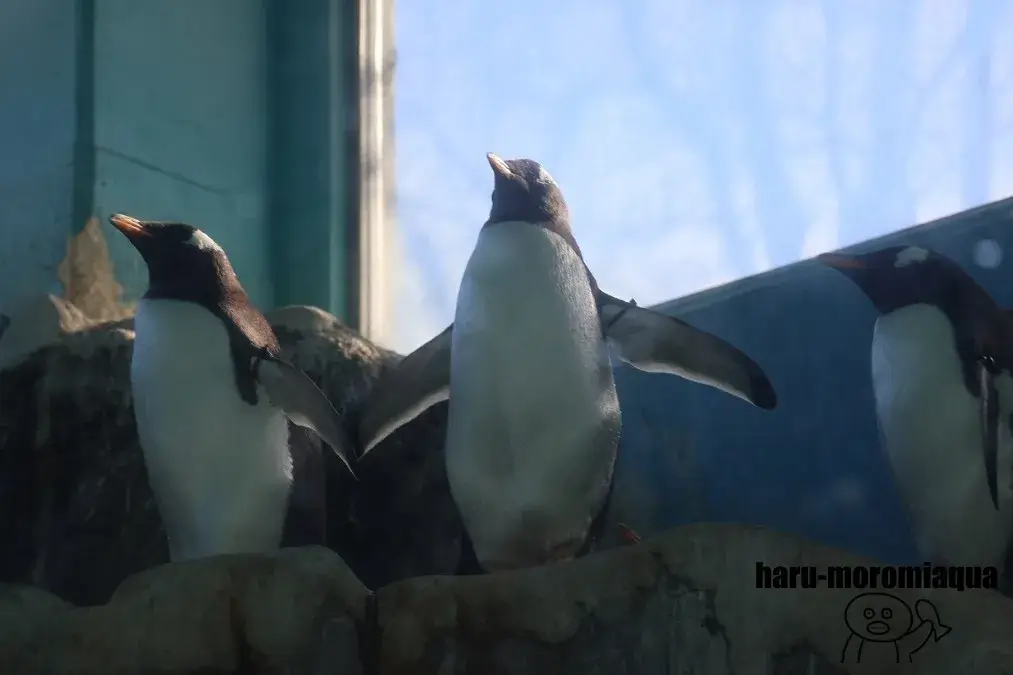 箱根園水族館　ジェンツーペンギン