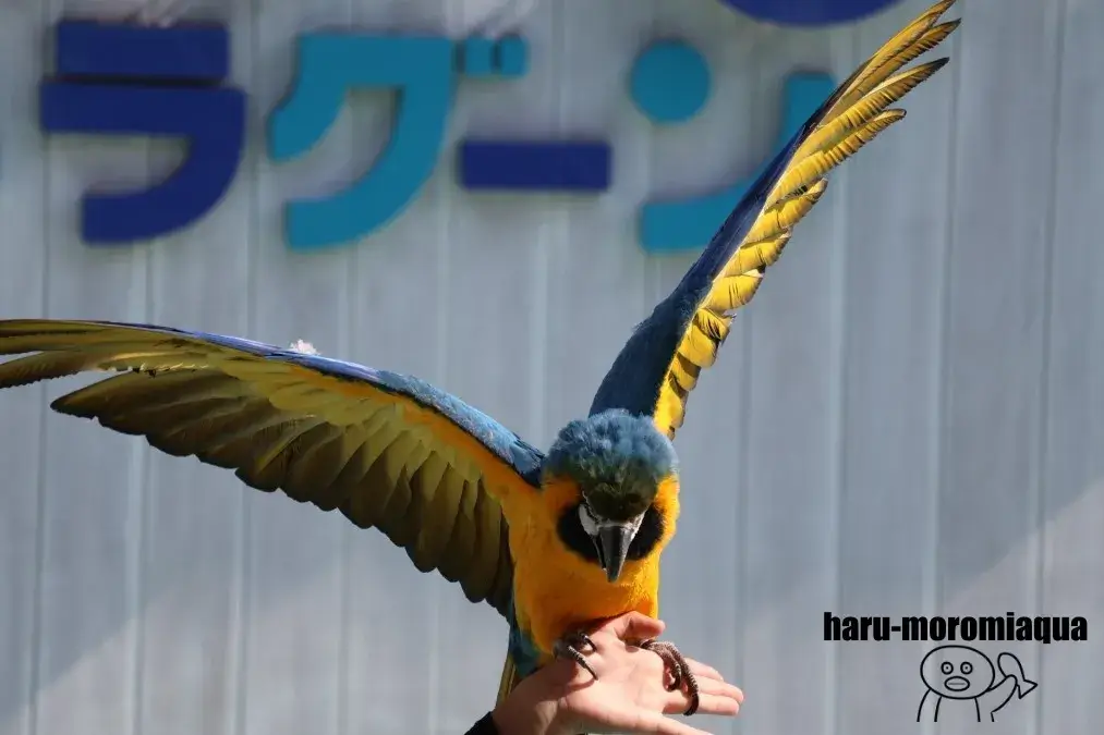 八景島シーパラダイス　ルリコンゴウインコ