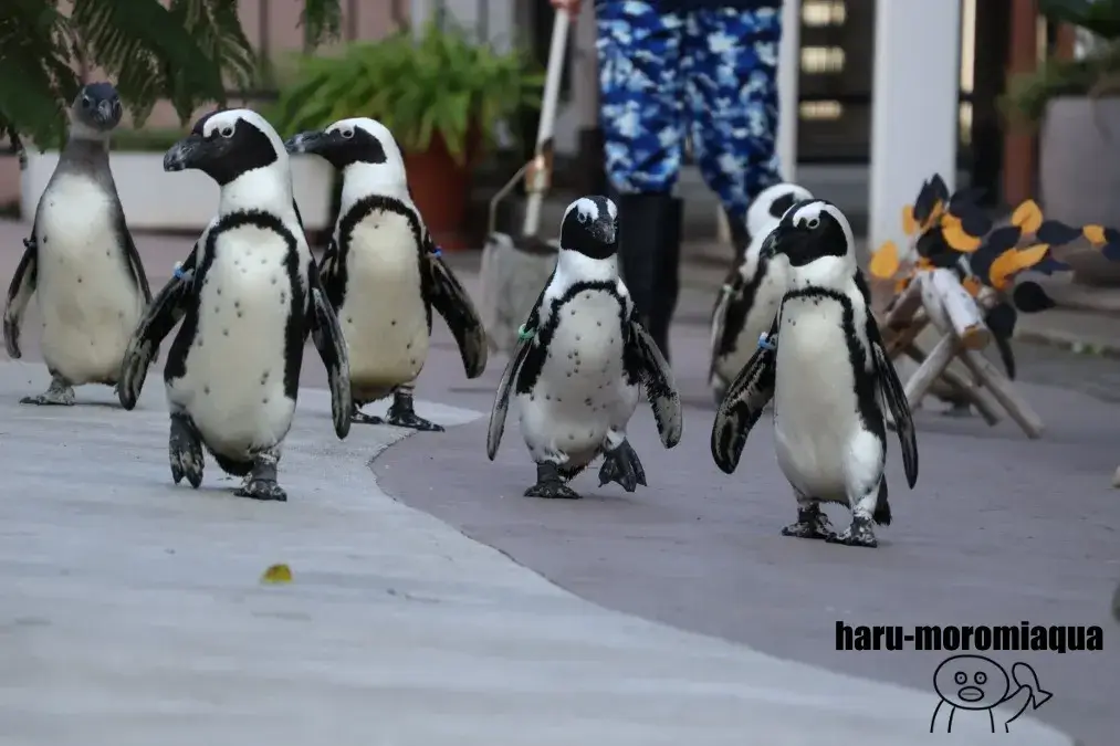 八景島シーパラダイス　ケープペンギン