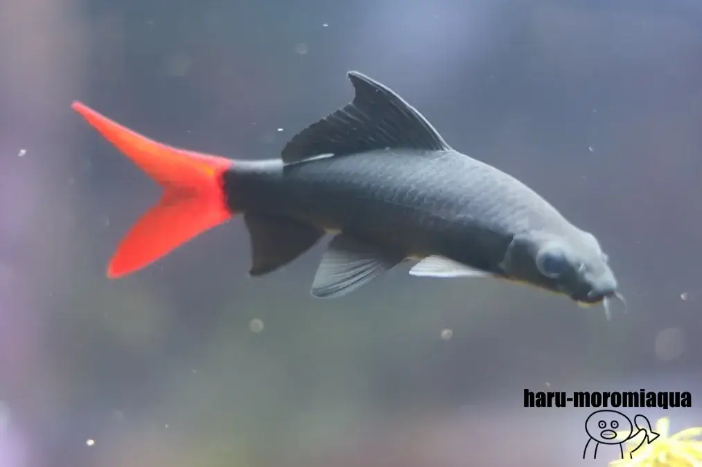 板橋区立熱帯環境植物館　レッドテールブラックシャーク