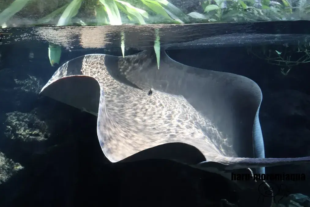 板橋区立熱帯環境植物館　巨大エイ
