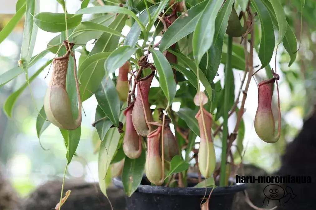 板橋区立熱帯環境植物館　植物