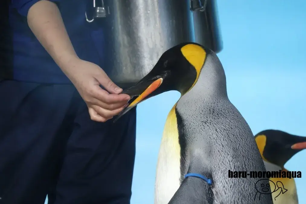 鴨川シーワールド　キングペンギン