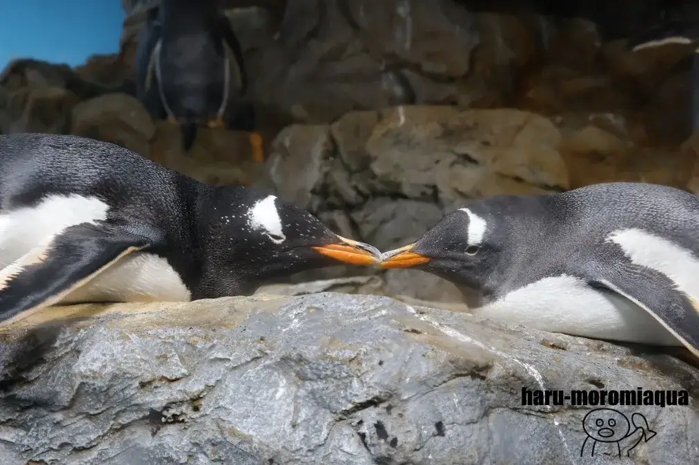 鴨川シーワールド　ジェンツーペンギン
