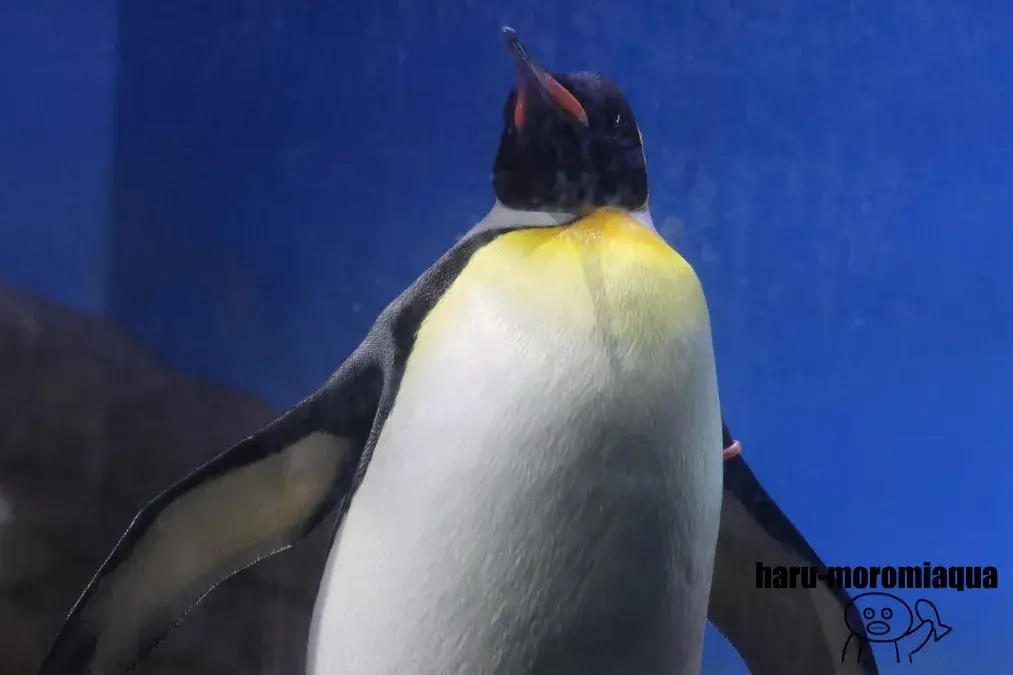 南知多ビーチランド　キングペンギン