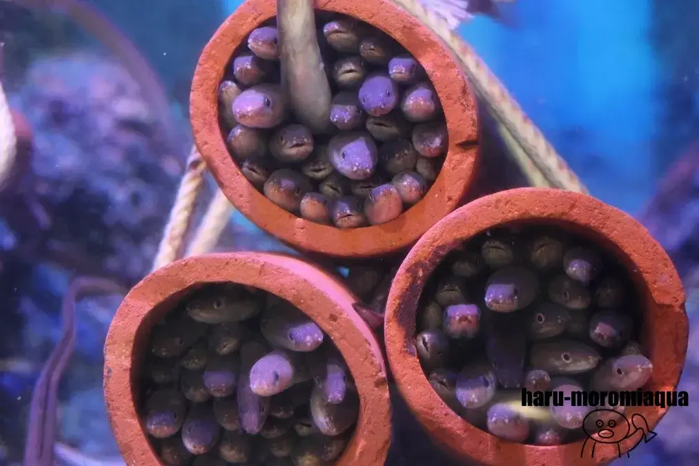 碧南海浜水族館　アナゴ