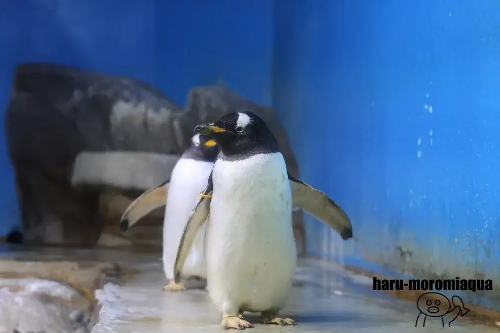 南知多ビーチランド　ジェンツーペンギン