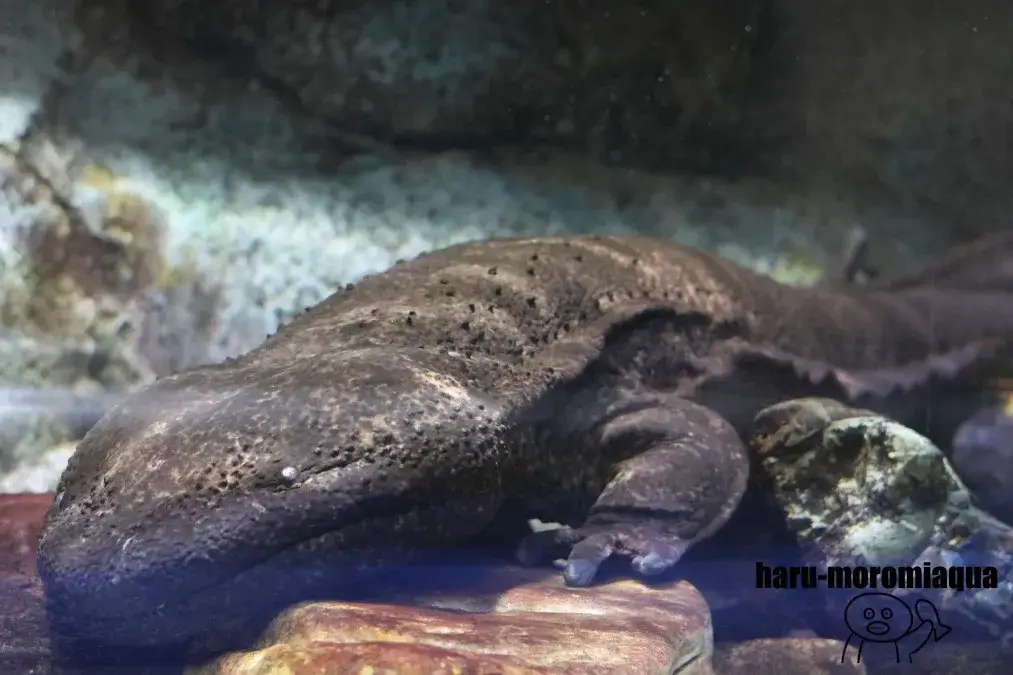 碧南海浜水族館　オオサンショウウオ