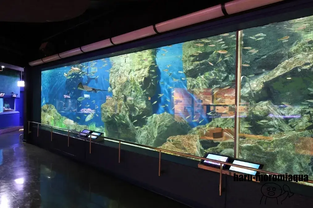 碧南海浜水族館　大水槽