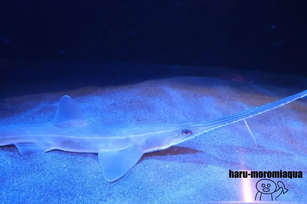 竹島水族館　ノコギリザメ