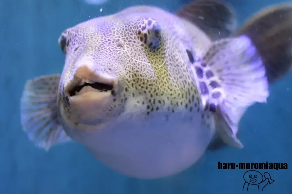 竹島水族館　ふぐ