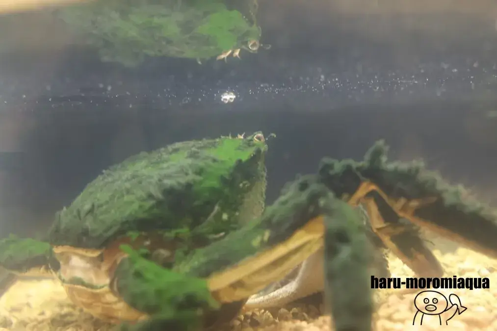 くにみクラゲ公民館 モクズガニ