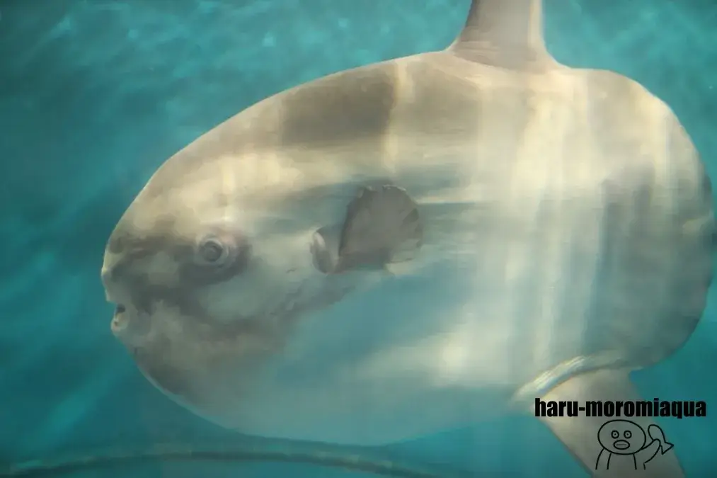 越前松島水族館 マンボウ