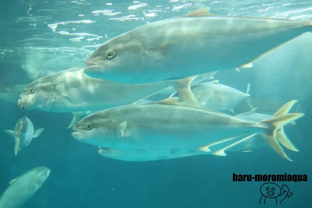 越前松島水族館 ヒラマサ
