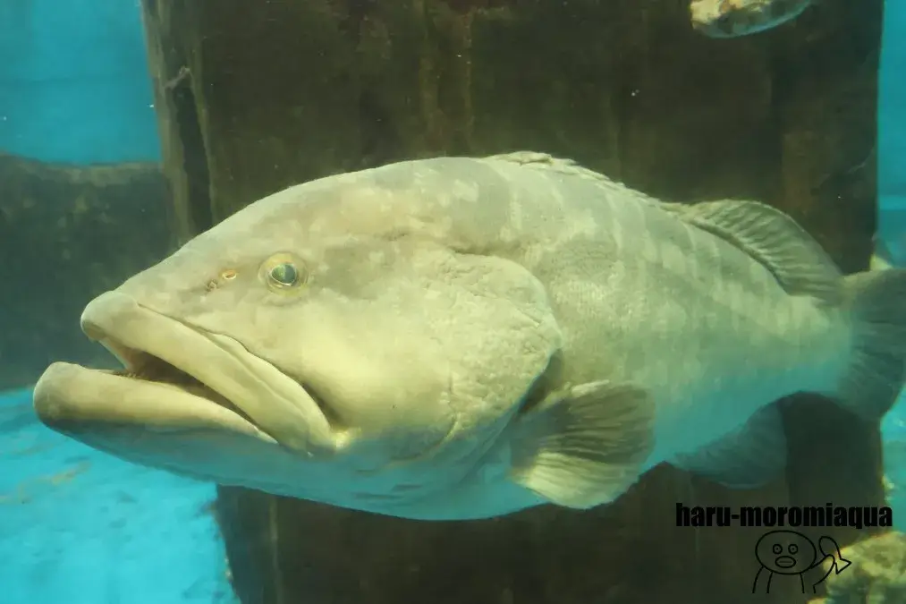 越前松島水族館 クエ