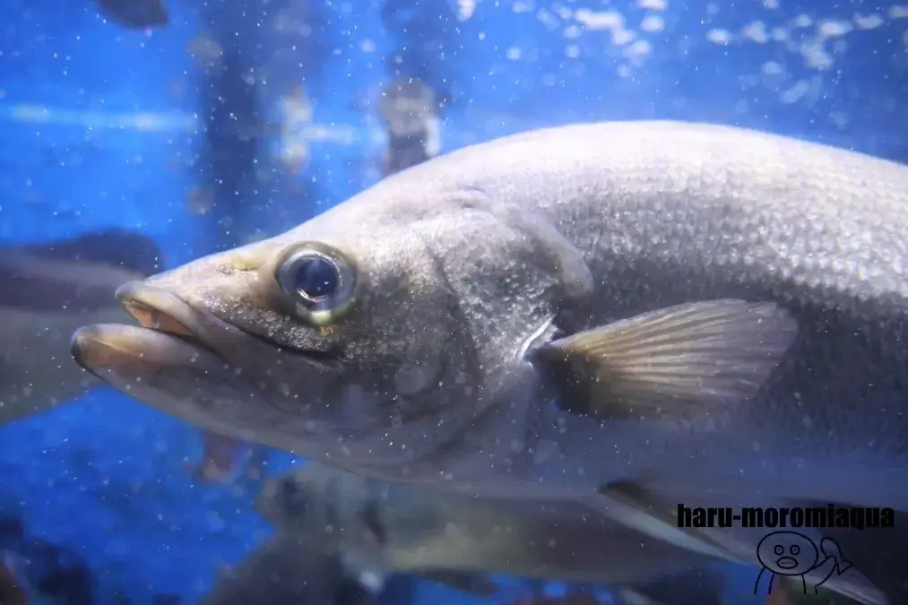 越前松島水族館 魚